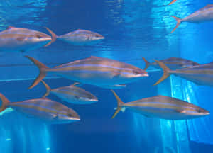 Schoolof Blue Runner Fish Swimming Wallpaper