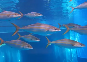 Schoolof Blue Runner Fish Swimming Wallpaper