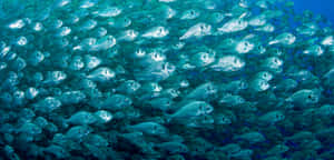 Schoolof Bream Underwater Swarm.jpg Wallpaper