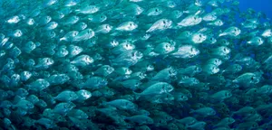 Schoolof Bream Underwater Swarm.jpg Wallpaper