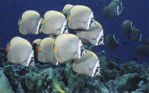 Schoolof Butterflyfish Underwater Wallpaper