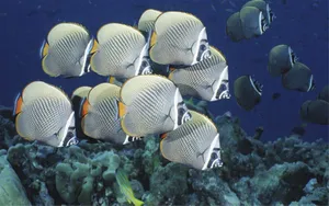 Schoolof Butterflyfish Underwater Wallpaper