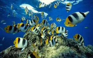 Schoolof Butterflyfish Underwater Wallpaper