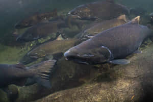 Schoolof Chinook Salmon Underwater.jpg Wallpaper