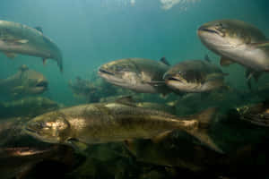 Schoolof Chinook Salmon Underwater Wallpaper