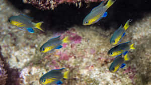 Schoolof Chromis Fish Wallpaper