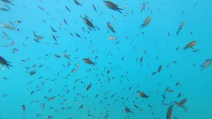 Schoolof Chromis Fish Underwater Wallpaper