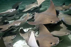 Schoolof Cownose Rays Swimming Wallpaper