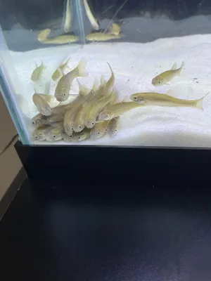 Schoolof Fathead Minnowsin Aquarium Wallpaper