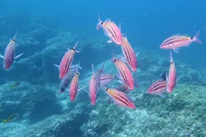 Schoolof Goatfish Underwater.jpg Wallpaper