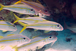 Schoolof Goatfish Underwater Wallpaper