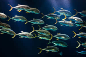 Schoolof Jack Fish Swimming Wallpaper
