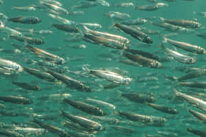 Schoolof Pacific Herring Underwater Wallpaper