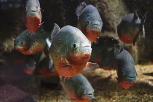 Schoolof Piranhas Swimming.jpg Wallpaper