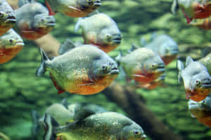 Schoolof Piranhas Swimming.jpg Wallpaper