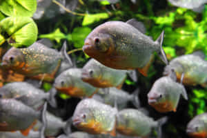 Schoolof Piranhas Swimming Wallpaper