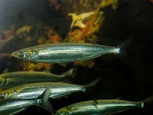 Schoolof Smelt Swimming Wallpaper