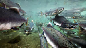 Schoolof Sockeye Salmon Underwater Wallpaper