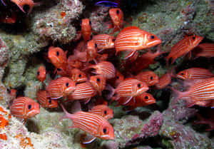 Schoolof Squirrelfish Underwater Wallpaper