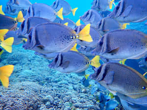 Schoolof Surgeonfish Underwater Wallpaper