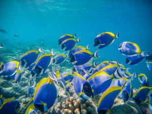 Schoolof Surgeonfish Underwater Wallpaper