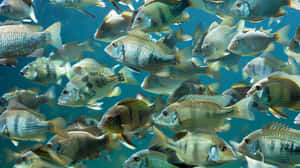 Schoolof Tilapia Swimming Underwater.jpg Wallpaper