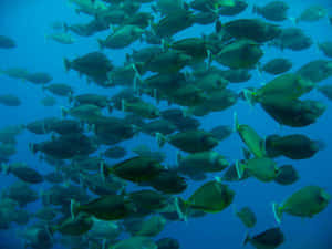 Schoolof Unicornfish Underwater Wallpaper