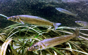 Schoolof Whiting Fish Underwater Wallpaper