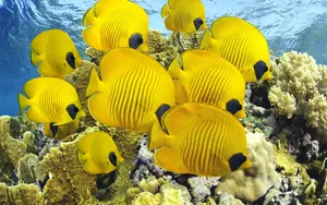 Schoolof Yellow Butterflyfish Wallpaper
