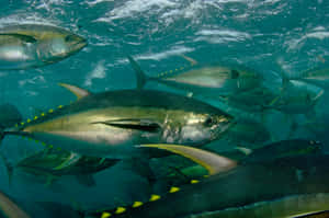 Schoolof Yellowfin Tuna Underwater Wallpaper