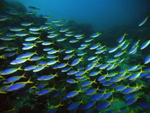 Schoolof Yellowtail Fusilier Fish Wallpaper