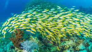 Schoolof Yellowtail Snapper Underwater Wallpaper