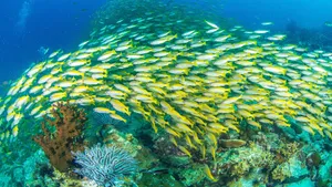 Schoolof Yellowtail Snapper Underwater Wallpaper