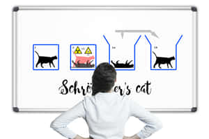 Schrodingers Cat Explanation Board Wallpaper