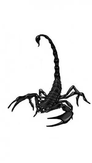 Scorpion Black Extending Tail Plain White Wallpaper