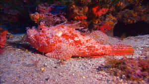 Scorpionfish Camouflagedon Ocean Floor Wallpaper