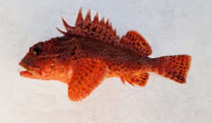 Scorpionfishon White Background Wallpaper