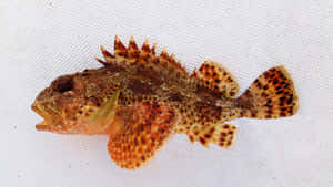 Scorpionfishon White Background Wallpaper