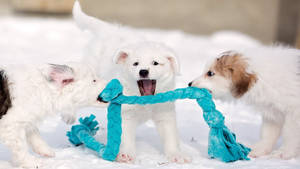 Scrambling Puppies Wallpaper