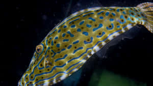 Scrawled Filefish Underwater Wallpaper