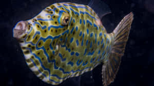 Scrawled Filefish Underwater Wallpaper