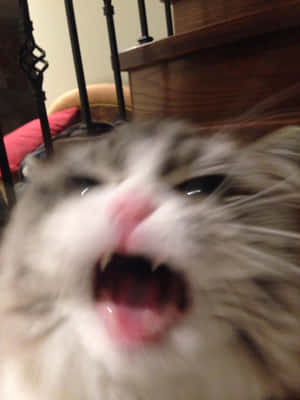 Screaming Cute Cat Pfp Wallpaper