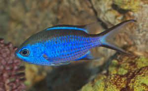 Scuba Diver Exploring The Underwater World. Wallpaper