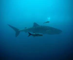 Scuba Diving Above Sharks Wallpaper