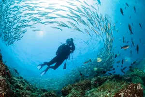 Scuba Diving In The Galapagos Wallpaper