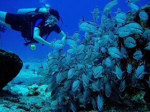 Scuba Diving With Gray Fish Wallpaper