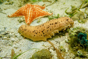 Sea Cucumberand Starfish Underwater Wallpaper