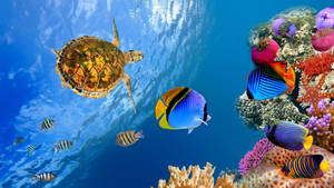 Sea Hd Underwater Animals Wallpaper