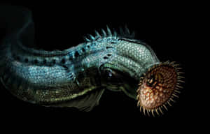 Sea Lamprey Close Up Wallpaper