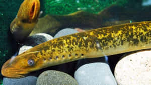 Sea Lamprey Up Close Wallpaper